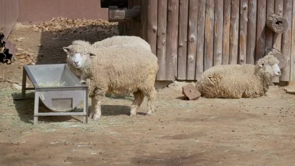 Ovejas Blancas Comiendo Garzas Abrevadero Granja Tiro Ancho — Vídeos de Stock