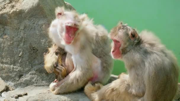 Par Macaque Monkey Sentado Rocha Dia Ensolarado Seul Grand Park — Vídeo de Stock