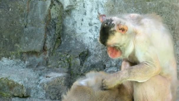 Macaco Adulto Che Cura Cerca Pidocchi Altra Scimmia Grand Park — Video Stock