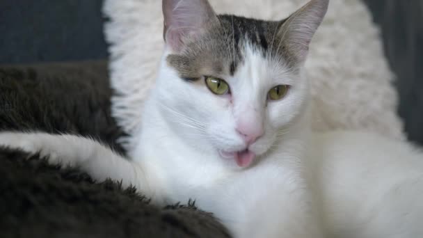 Portrait Shot Majestic White Cat Relaxing Soft Blanket Sticky Day — Stockvideo