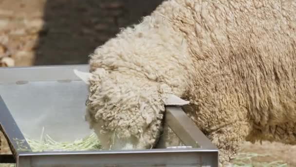 Sheep Eating Grass Hay Stainless Animal Feeder Rural Farm Seoul — Stok video