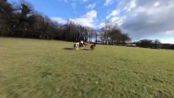 Cavalos Galopando Sendo Perseguidos Por Fpv Race Drone Voo Dinâmico — Vídeo de Stock