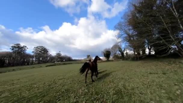 Δύο Άλογα Και Ένα Καλπασμό Πόνυ Στο Πεδίο Fpv Race — Αρχείο Βίντεο