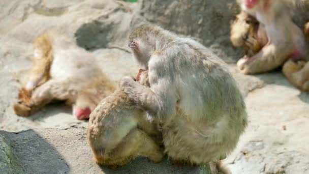 Mother Monkey Sitting Cuddling Her Sleeping Baby Seoul Grand Park — стокове відео
