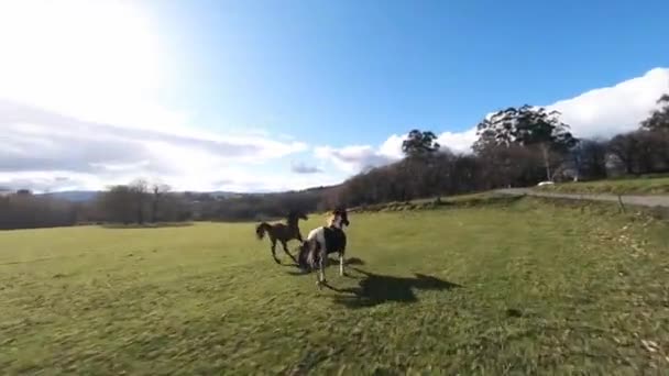 Horses Galloping Field Fpv Drone View Sunny Day — стоковое видео