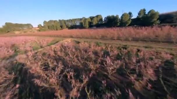 Pink Blossom Budding Peach Trees Fpv Drone Flight Pov Sunset — Video