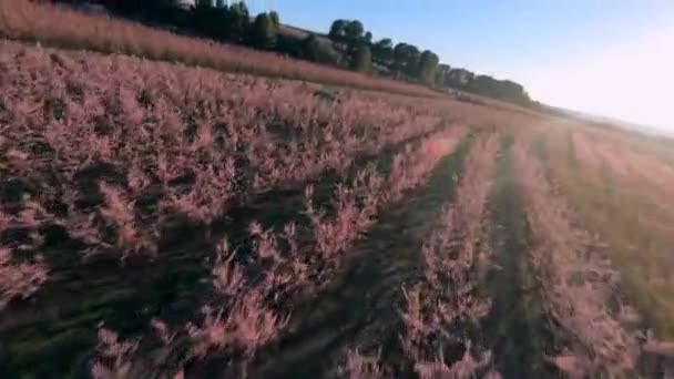 Beautiful Pink Blossom Budding Peach Trees Fpv Drone Aerial View — стоковое видео