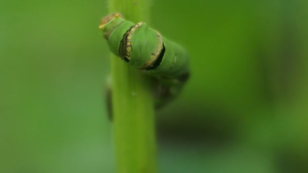 Green Caterpillar Clinging Branches Leaves — 图库视频影像