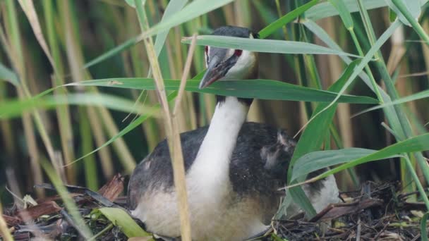 Little Bittern Sitting Amongst Reeds Looking Close — Stockvideo