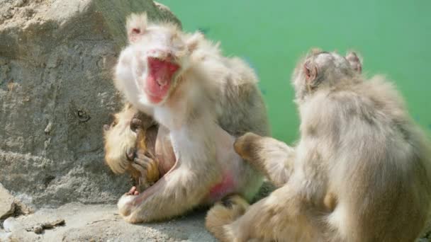 Macaque Monkey Mangia Pidocchi Altra Scimmia Allo Zoo Seoul Grand — Video Stock