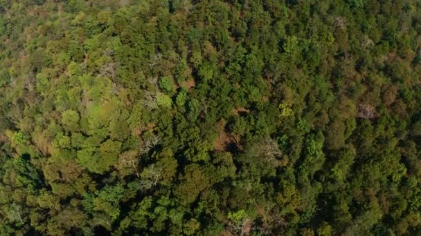 Exploring Indian Jungle Top View Dense Green Forest End Winter — Vídeo de Stock