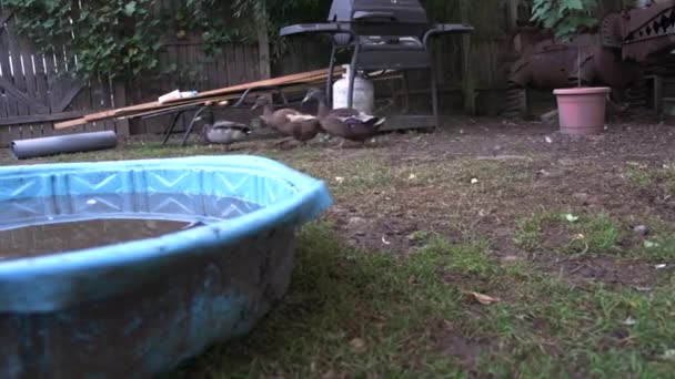 Three Black Ducks Walking Hand Hand Blue Bucket Foreground Pan — Stock Video