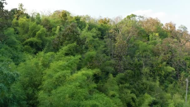 Deslízate Vista Rica Parte Verde Del Bosque Bambú Las Ricas — Vídeos de Stock