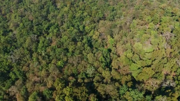 Descendiendo Hacia Bosque Denso Con Tonos Sorprendentes Verde Entrando Una — Vídeos de Stock