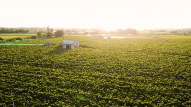 无人机在葡萄葡萄园上空盘旋 夕阳西下 阳光暖烘烘 农场农田里的房子与世隔绝 亚洲的葡萄酒生产越南泰国人 — 图库视频影像