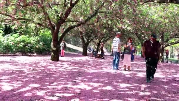 Cherry Blossom Orchard Έδαφος Καλυμμένος Άνθη Κατά Την Περίοδο Αιχμής — Αρχείο Βίντεο