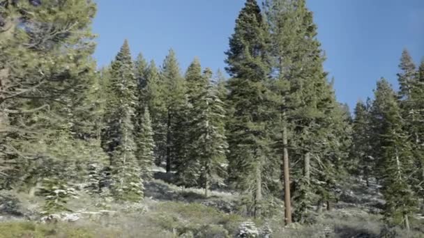 Douglas Fir Trees Pass Passenger Side Window Road Trip Lake — Vídeo de stock