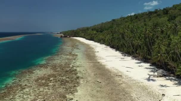 Κηφήνας Άποψη Μιας Τροπικής Παραλίας Χαμηλή Παλίρροια Φοίνικες — Αρχείο Βίντεο