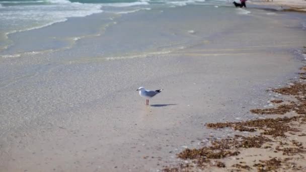 Seagull Patiently Stands Shallow Ocean Shore Waves Wash Clear Blue — Vídeo de Stock