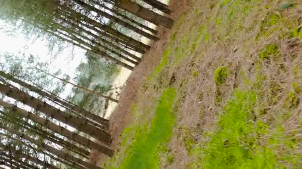 Περιστροφή Πρώτου Προσώπου 360 Μοιρών Κάμερα Κίνηση Ενός Στοιχειωμένου Δάσους — Αρχείο Βίντεο