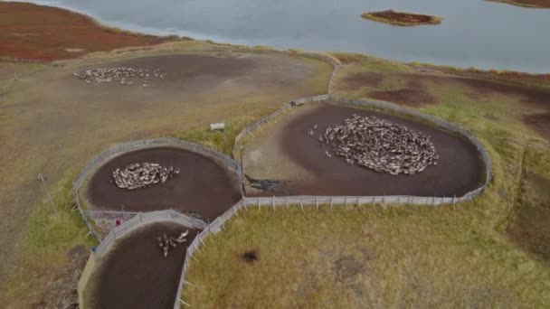 Vue Aérienne Troupeau Cerfs Pluie Dans Nord Norvège — Video