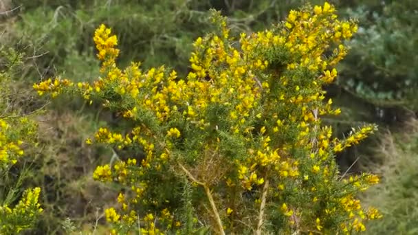 Árbol Flores Amarillas Bosque Profundo Balanceándose Brisa — Vídeos de Stock