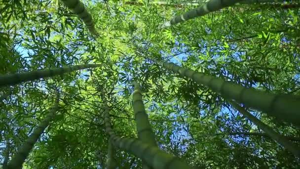 Grüne Bambuspflanzen Und Blätter Wald — Stockvideo
