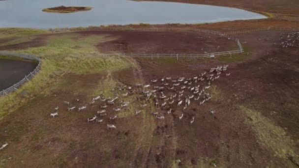 Flygfoto Flock Regnhjort Nordnorge — Stockvideo