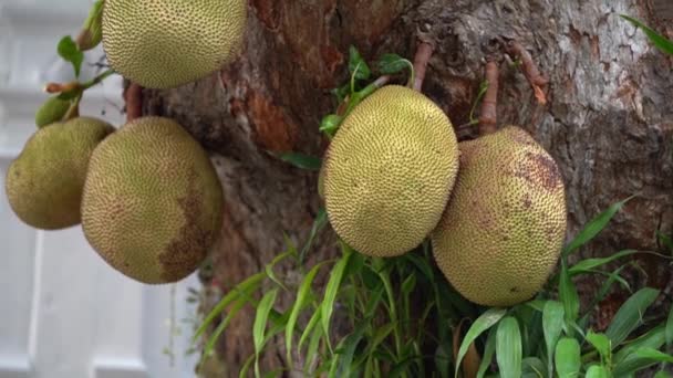 Múltiples Frutos Jaca Enormes Árbol Fruta Más Grande Tierra Inclinarse — Vídeos de Stock