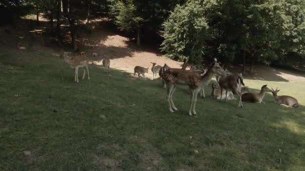 Free Does Forest Close View Animals Mountain Deer Resting Forest — Wideo stockowe