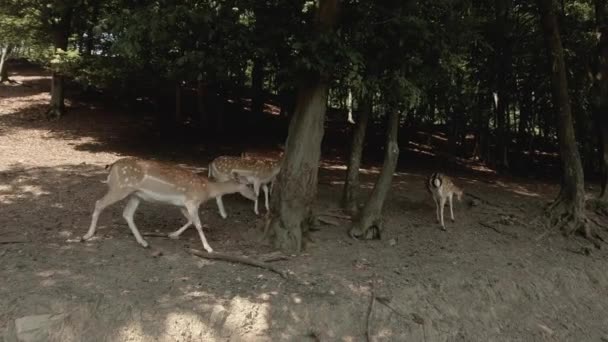 Μήπως Παίζει Γύρω Στις Σκιές Ενός Δάσους Ελάφια Τρέχουν Ελεύθερα — Αρχείο Βίντεο