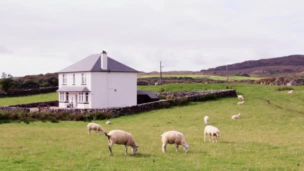 Pâturage Moutons Dans Champ Avec Une Maison Typique Pierre Blanche — Video