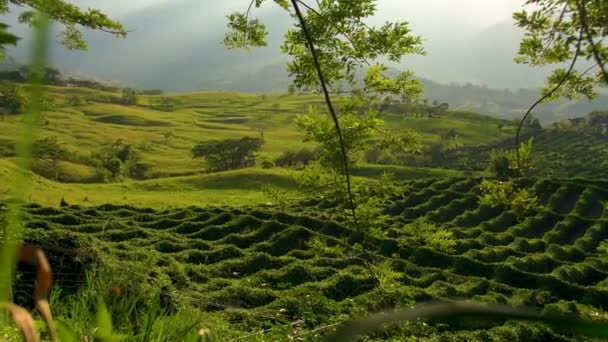 Green Lush Coffee Farm Landscape Valpareiso Colombia — Vídeo de Stock