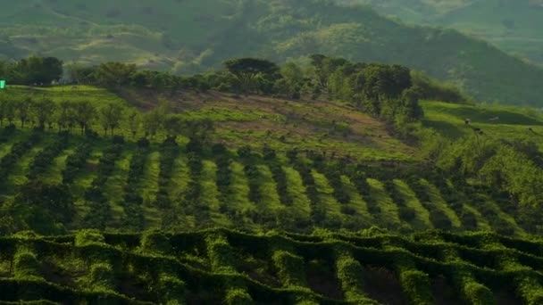 Lush Green Coffee Farm Landscape Valpareiso Colombia — Stock Video