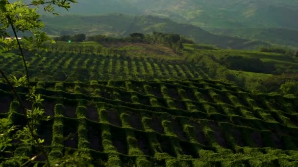 Landschap Groene Koffieboerderij Atlántico Colombië — Stockvideo