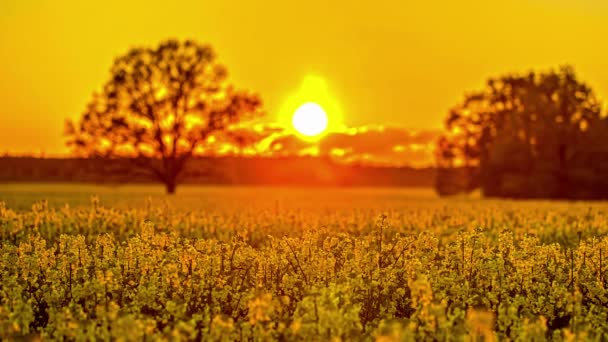 美しい野生の花のフィールドと素晴らしいオレンジの夕日 フュージョンクリップ — ストック動画