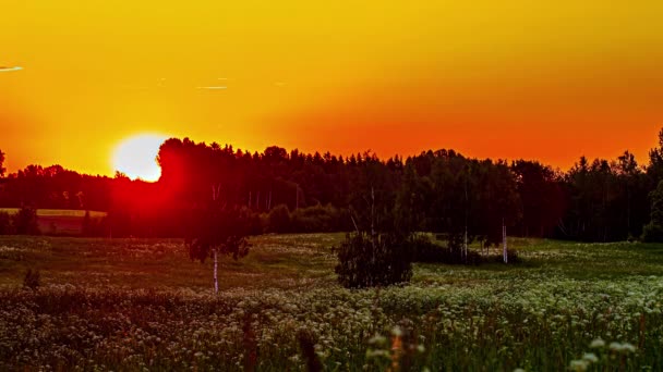 Escena Dramática Salida Del Sol Tranquilo Campo Verde Bosque Clip — Vídeos de Stock