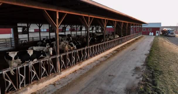 Vacas Holstein Establo Libre Tema Agricultura Estados Unidos Bovino Estiércol — Vídeos de Stock