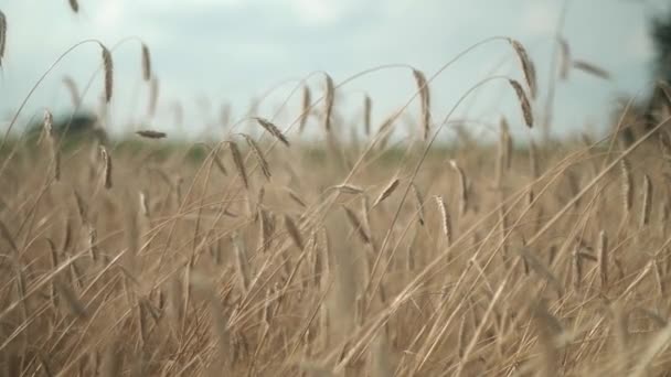 Búzamező Aratási Háttér Nyár — Stock videók