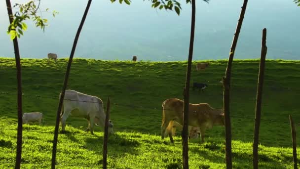 Vacas Pastando Campo Agrícola Valpareiso Colombia — Vídeo de stock