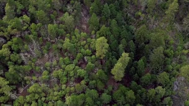 Drone Shot Aerial View Circling Trees Counter Clockwise Forest Mountainside — Vídeo de Stock