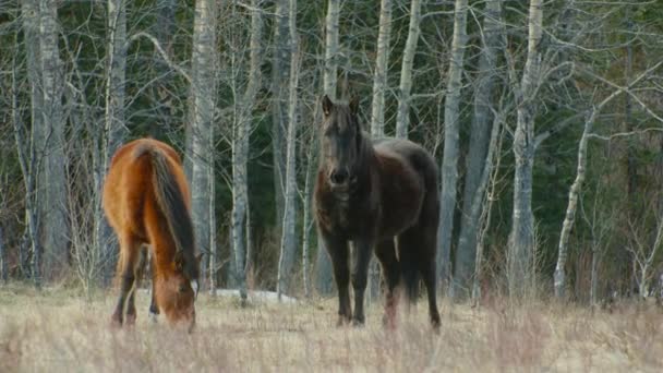 黑马看着相机和棕色的马吃草 — 图库视频影像