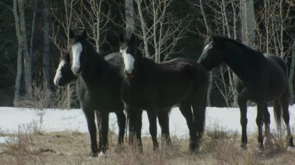 Zwarte Paarden Kijken Naar Camera Oogcontact — Stockvideo