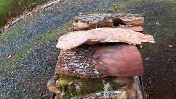 Hombre Empujando Leña Leña Leña Leña Roble Pino Madrona Una — Vídeos de Stock