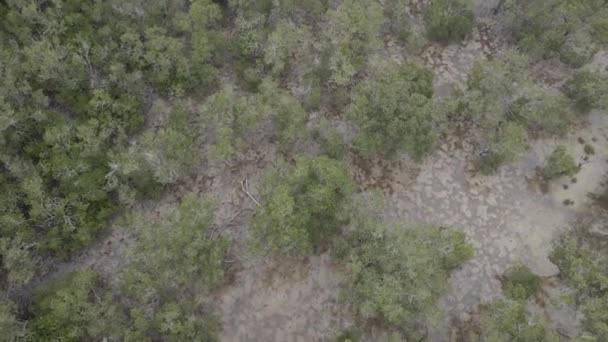 Alberi Che Crescono Tallebudgera Creek Conservation Park Palm Beach Qld — Video Stock