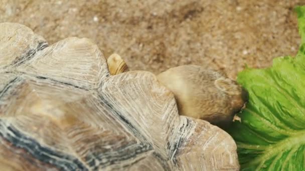 Eine Schildkröte Versucht Unbeholfen Salat Essen Bleibt Aber Verschwunden — Stockvideo