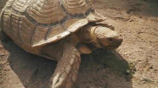 Close Tracking Shot Tortoise Move — Stock video