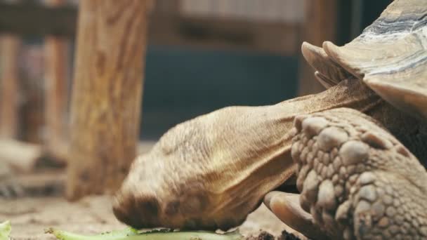 Een Dwaze Schildpad Bijt Lucht Terwijl Hij Wat Sla Probeert — Stockvideo