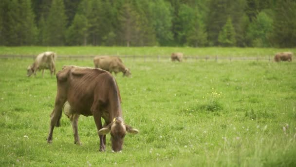 Dairy Brown Swiss Herd Cows Grazing Green Field Pine Tree — Vídeo de Stock