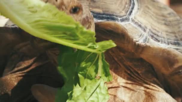 Close Feeding Tortoise Lettuce — Stockvideo
